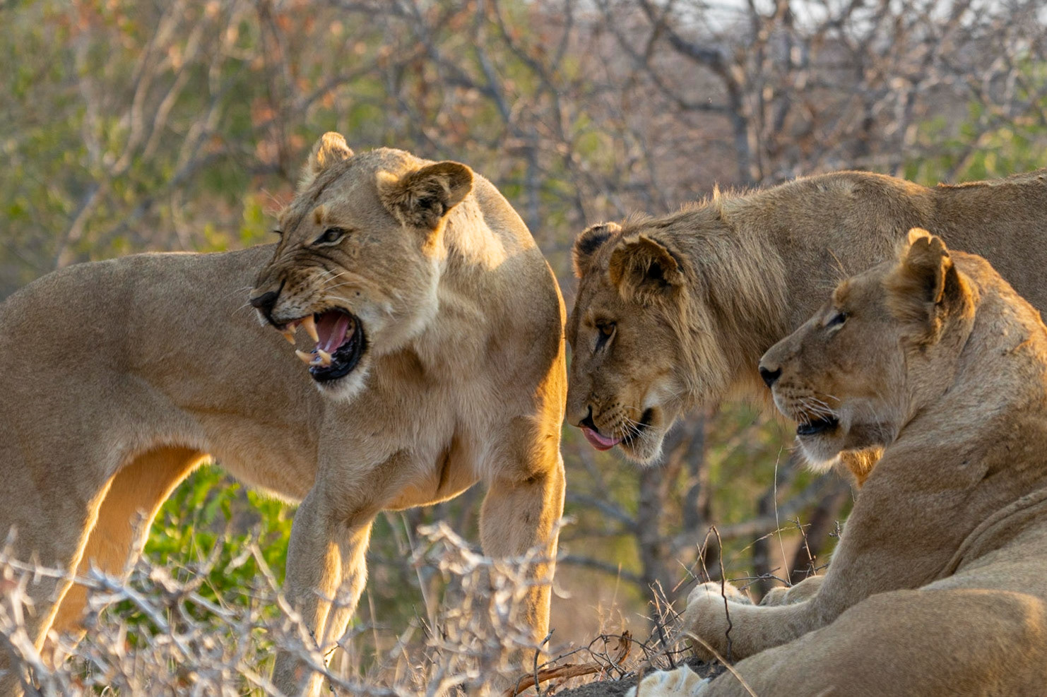 Chased by the buffalo