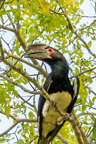 Trumpeter Hornbill