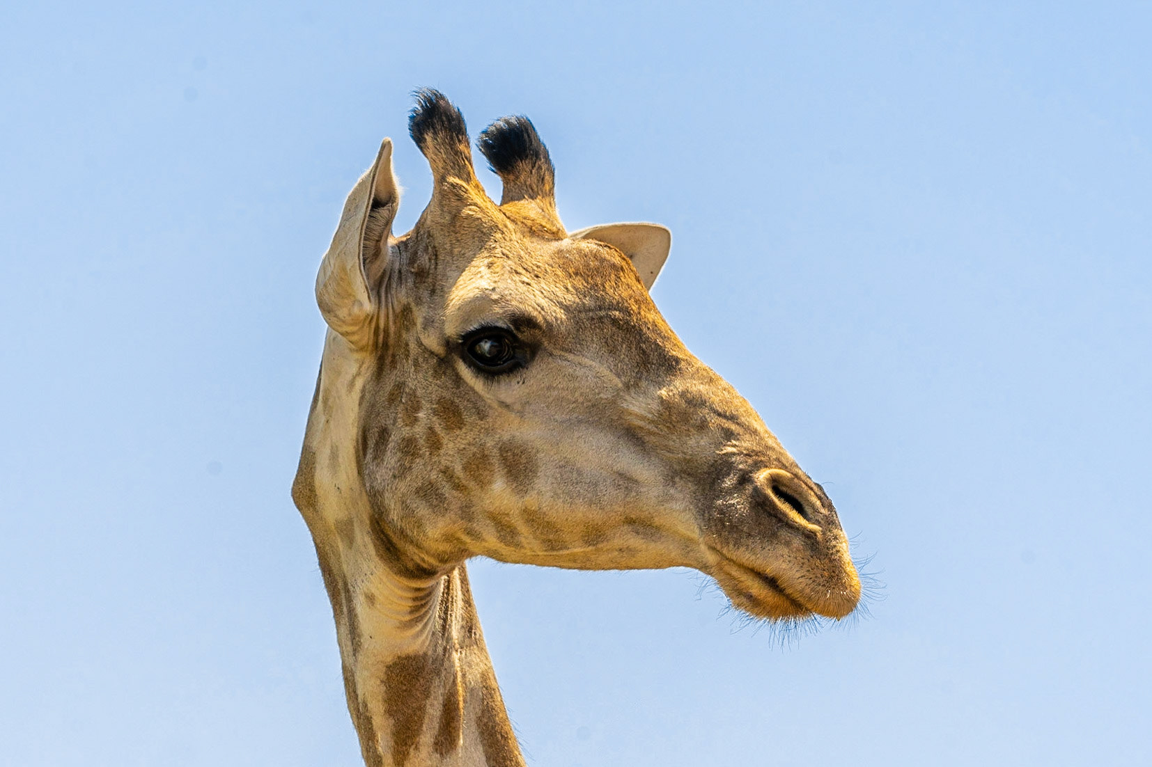 Giraffe