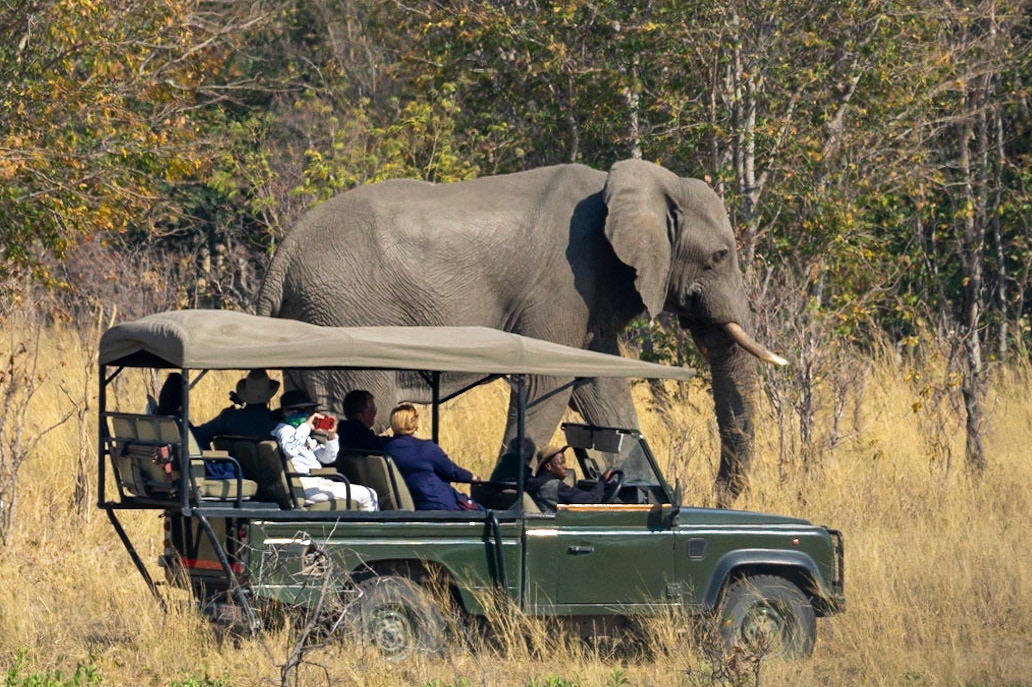 A little too close to a big male elephant