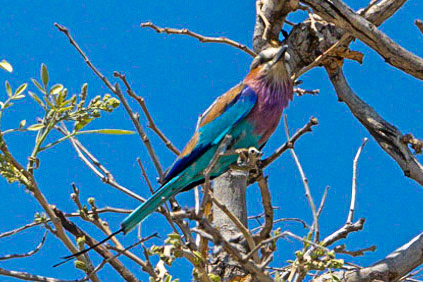 Lilac Breasted Roller