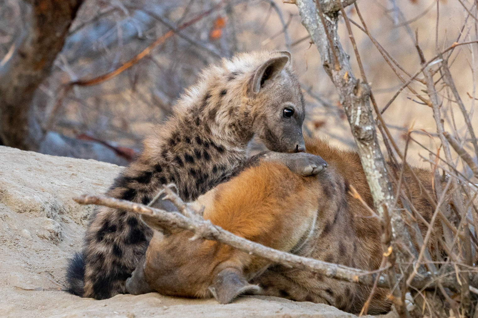 Young hyena & mom