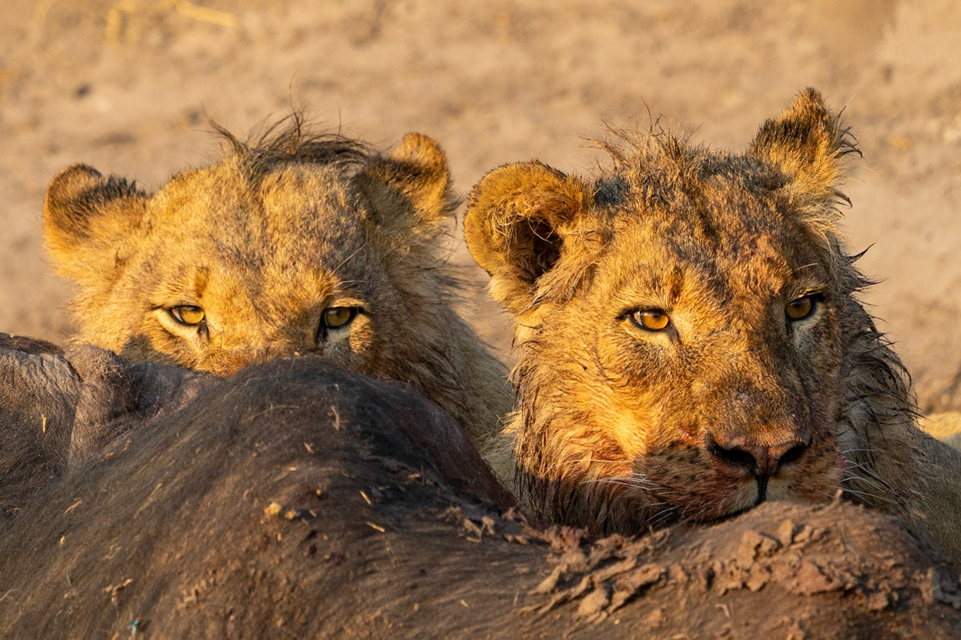 Stuffed to the gills