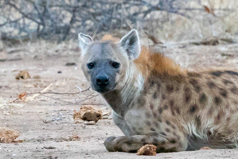 Hyena
