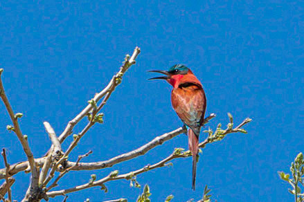 Carmine Bee Eater