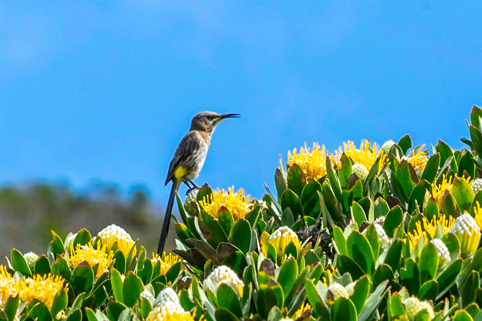 Cape Sugarbird