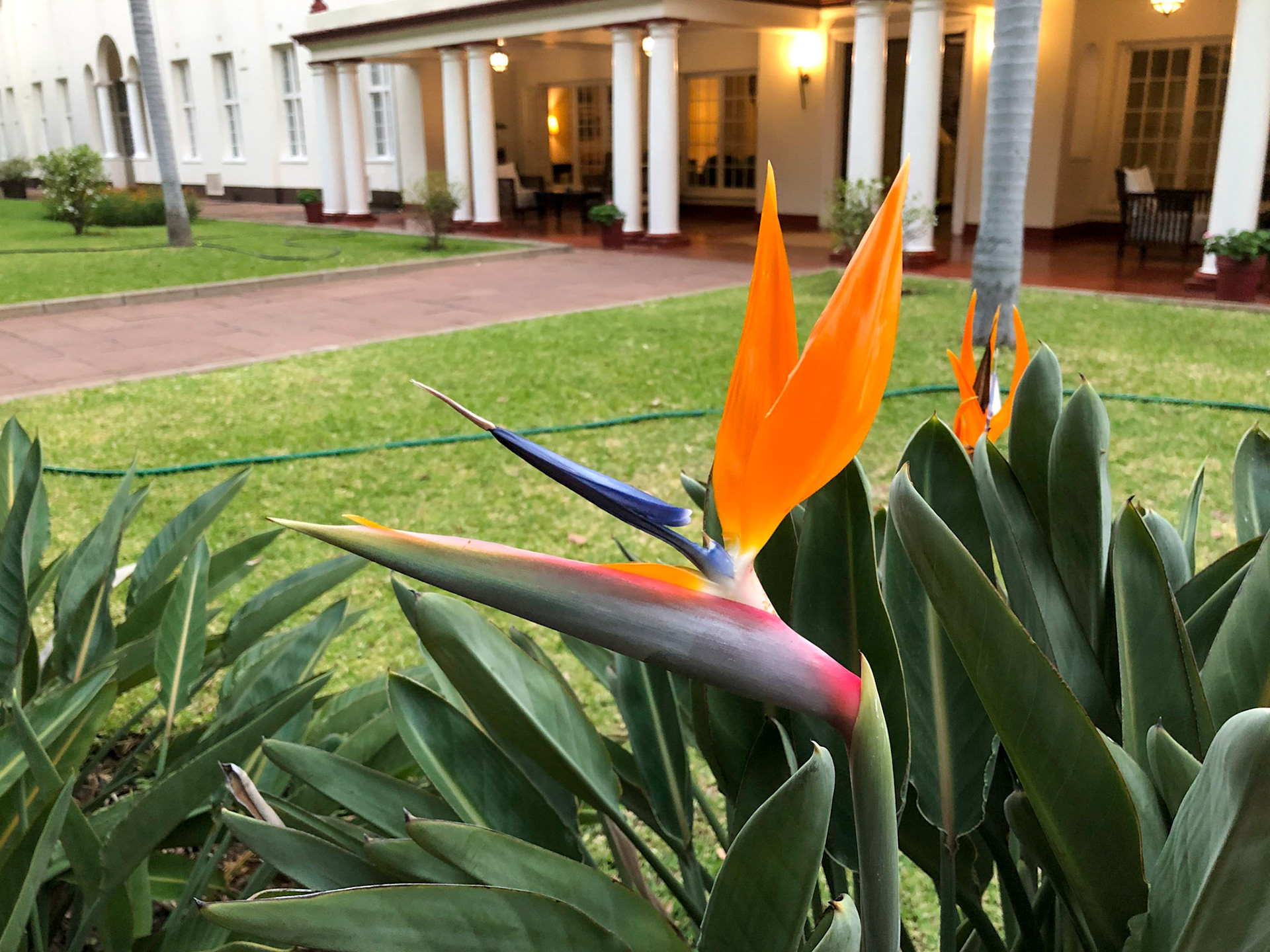 Bird of Paradise