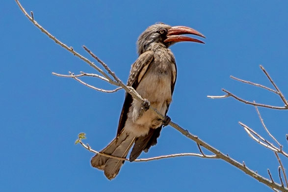 Bradfield's Hornbill