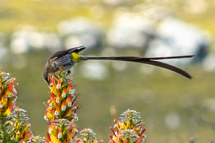 Cape Sugarbird