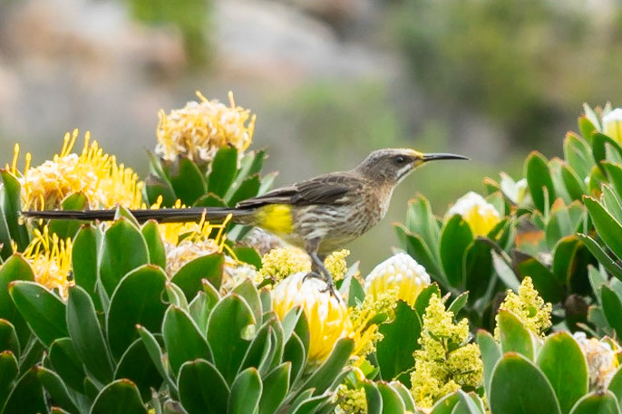 Cape Sugarbird