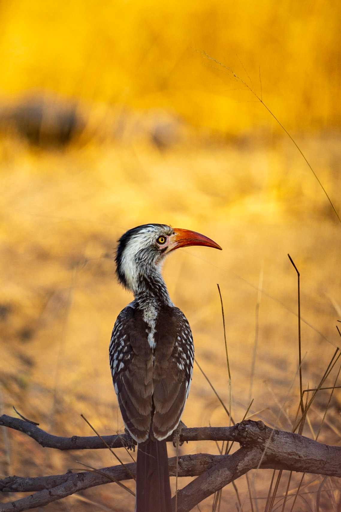 Southern Red-billed Hornbill