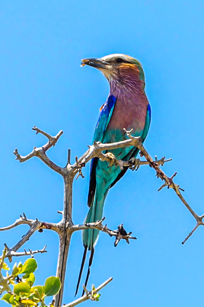 Lilac Breasted Roller