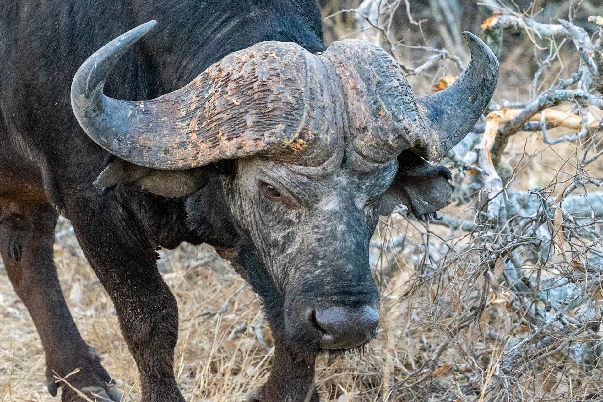 Cape buffalo