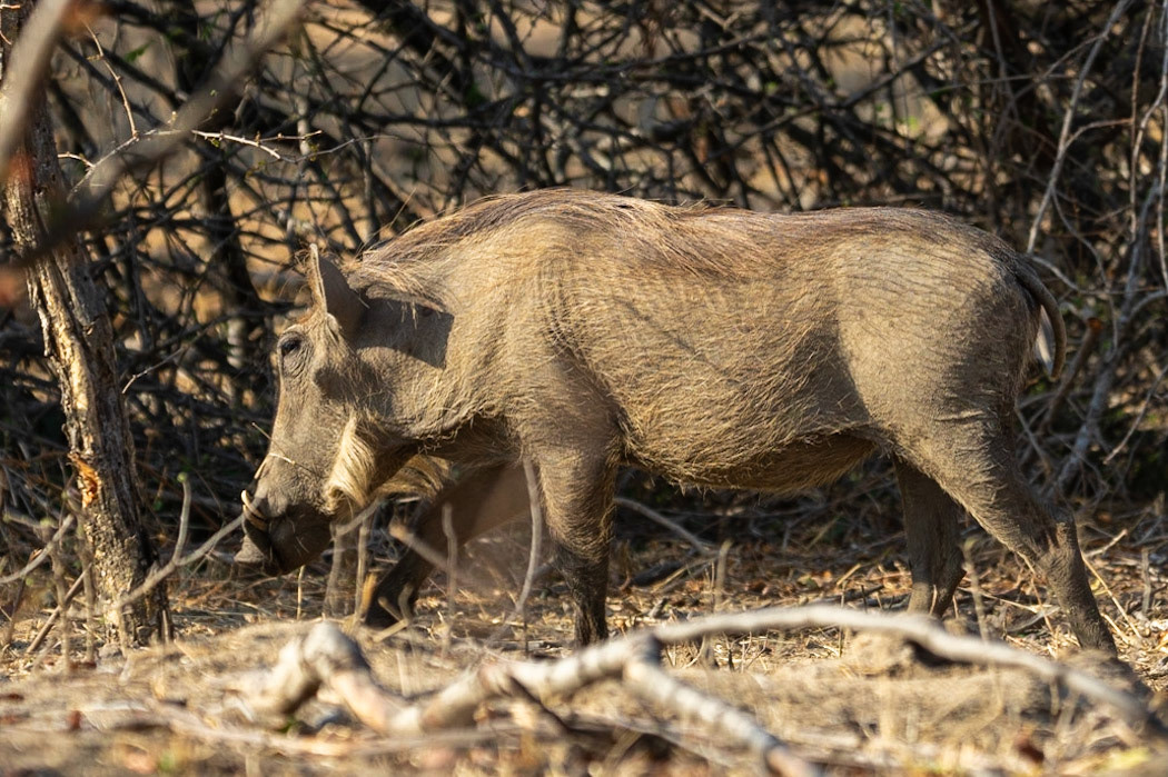 Warthog at Thornybush River Lodge