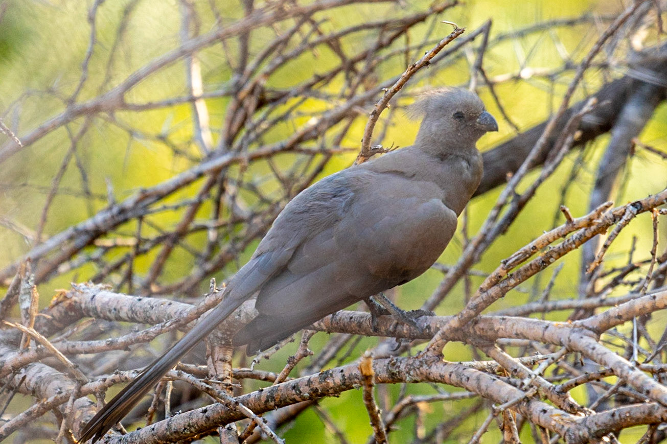 Grey Go-away-bird