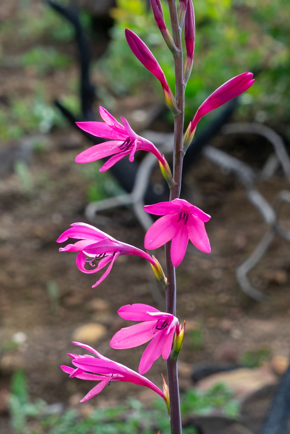 Pink Watsonia