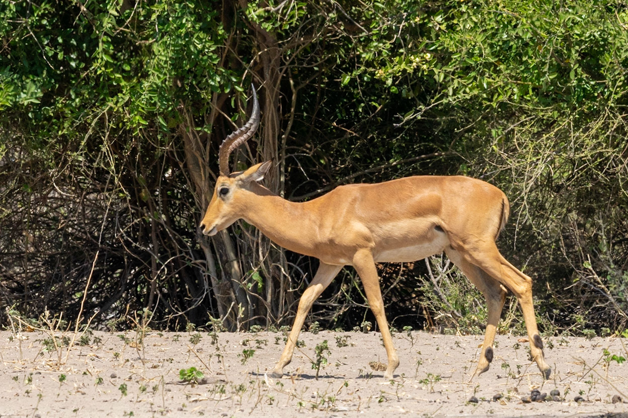 Impala