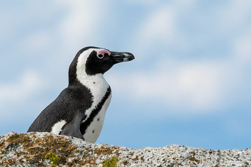 African Penguin
