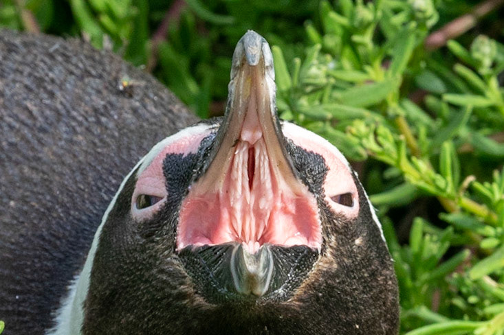 African Penguin yawns