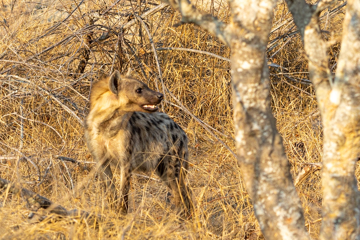 The hyena looking for his impala meal.