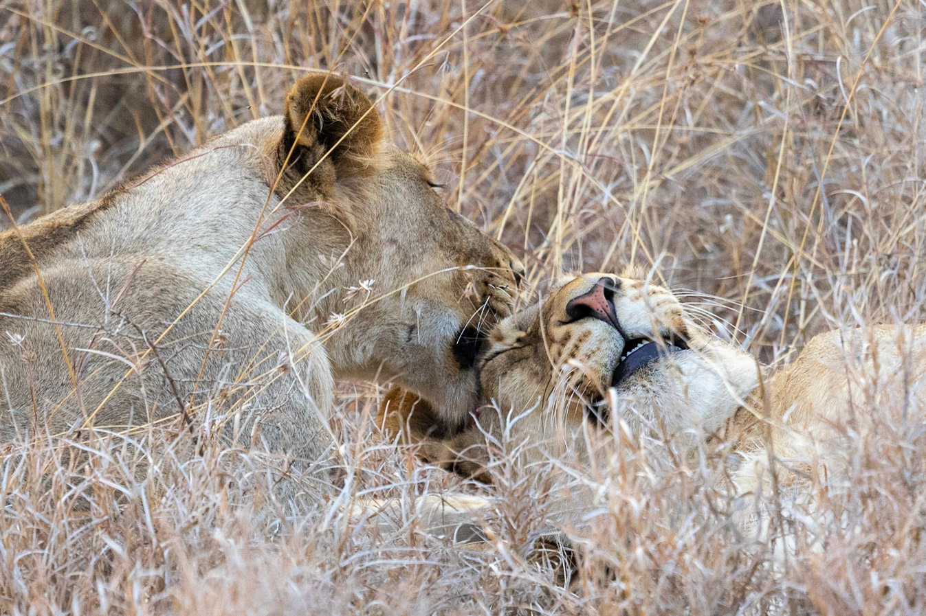 Mother and son caressing