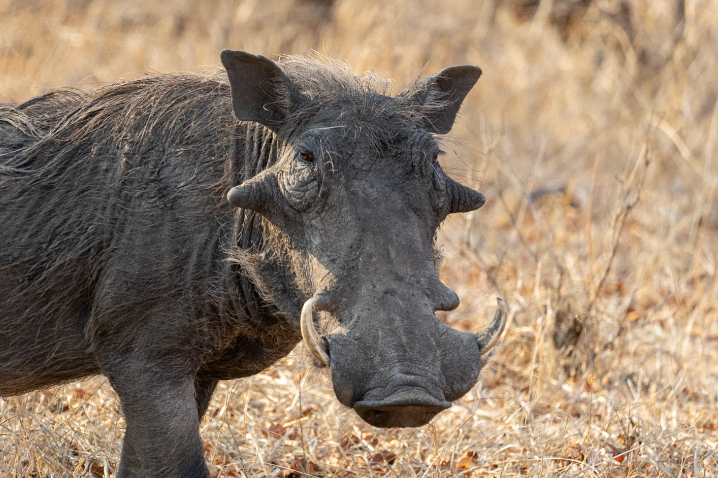 Warthog