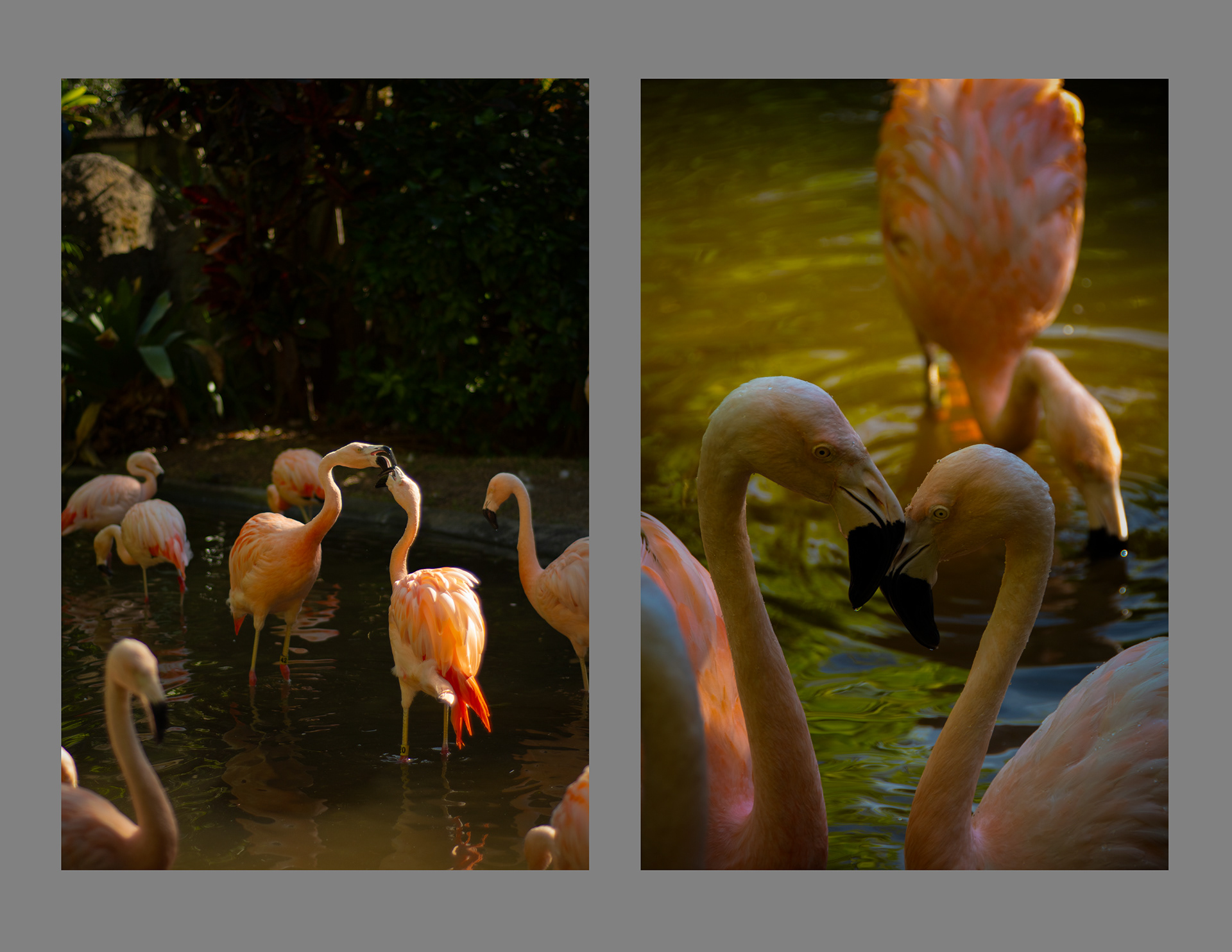 7 | St. Petersburg, FL