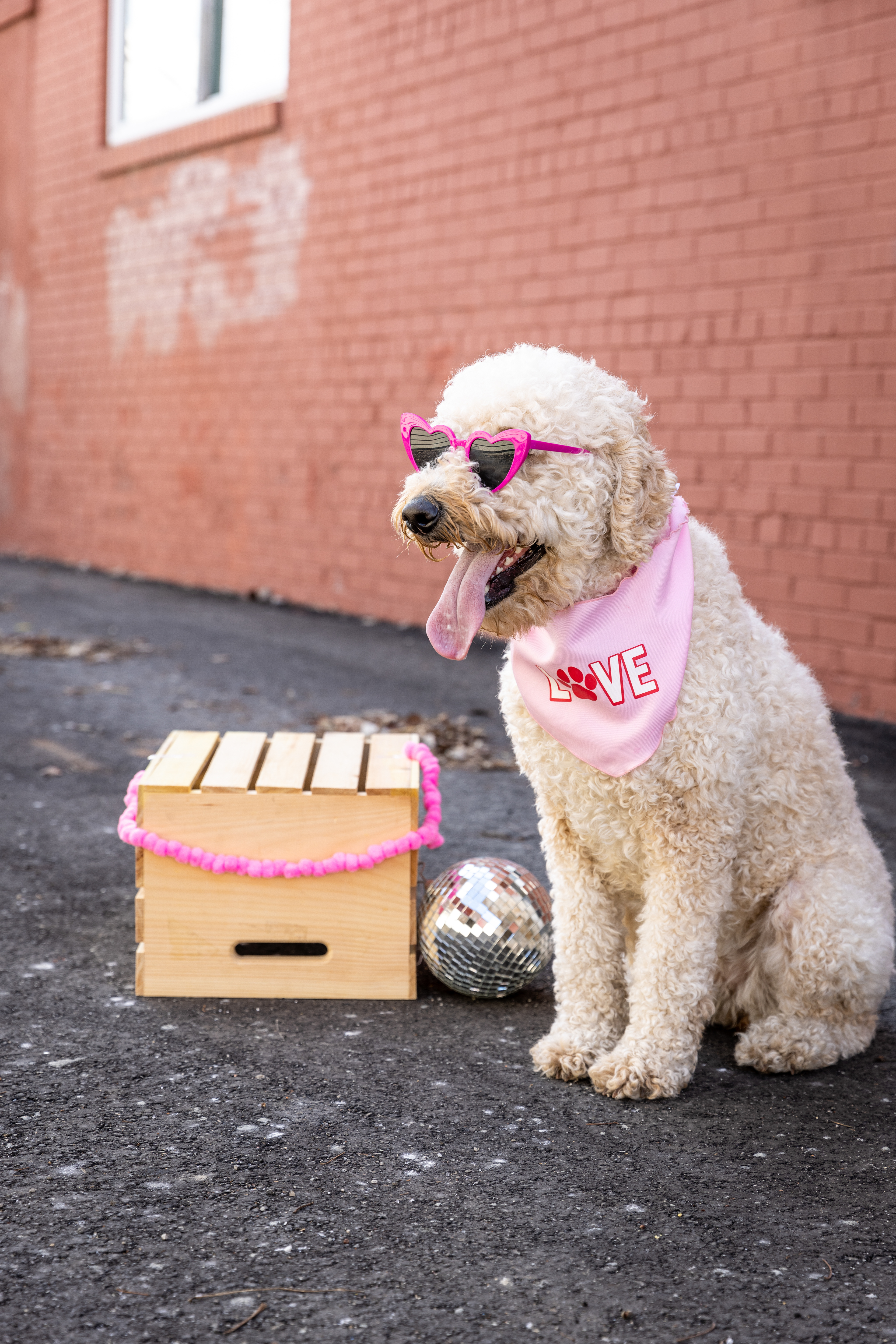 Our best girl, Charlie! Having a photographer as a mom means lots of cute photoshoots!