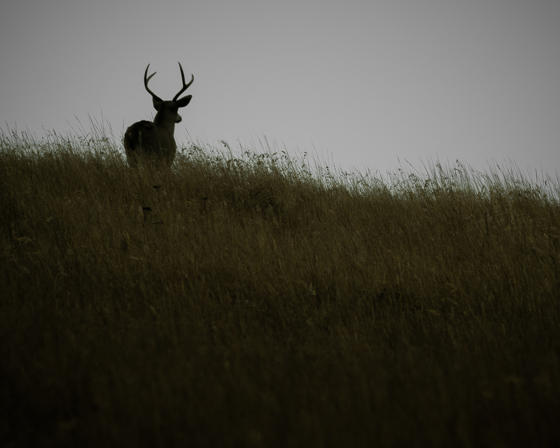 San Francisco | December 2024