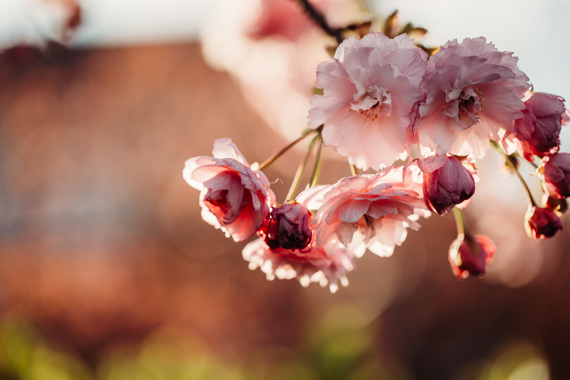 Spring time, Isle of Man