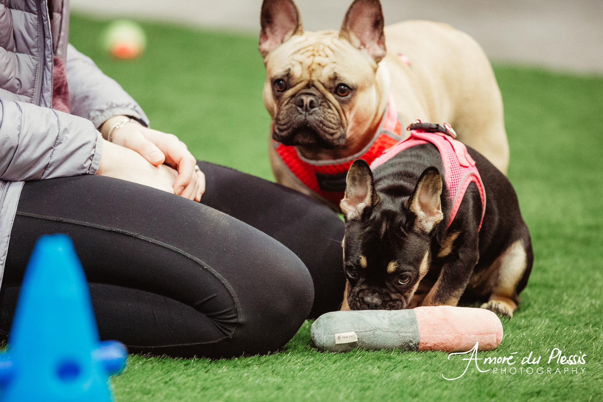 The Collar Club Limited Open Day