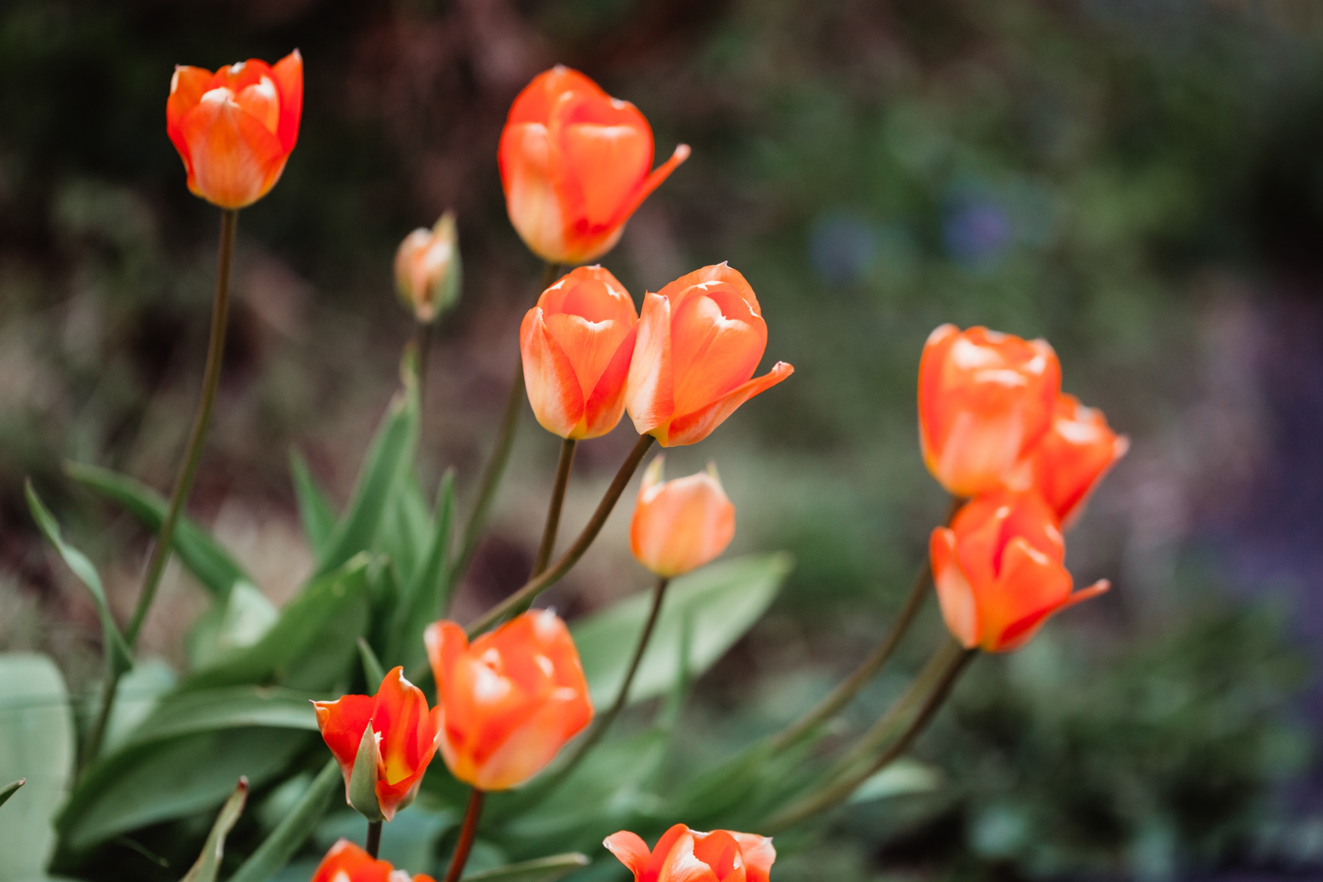 Tulips, Isle of Man