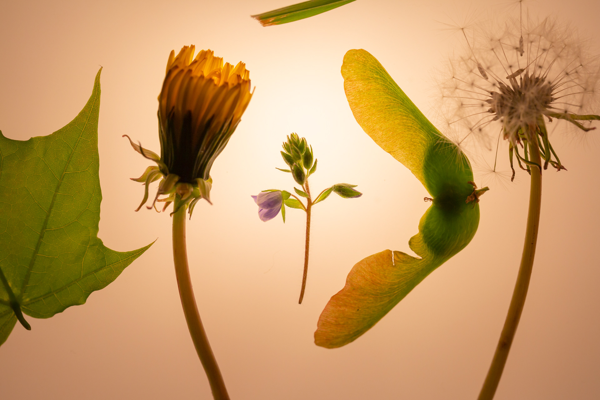 Five plants on a bright background