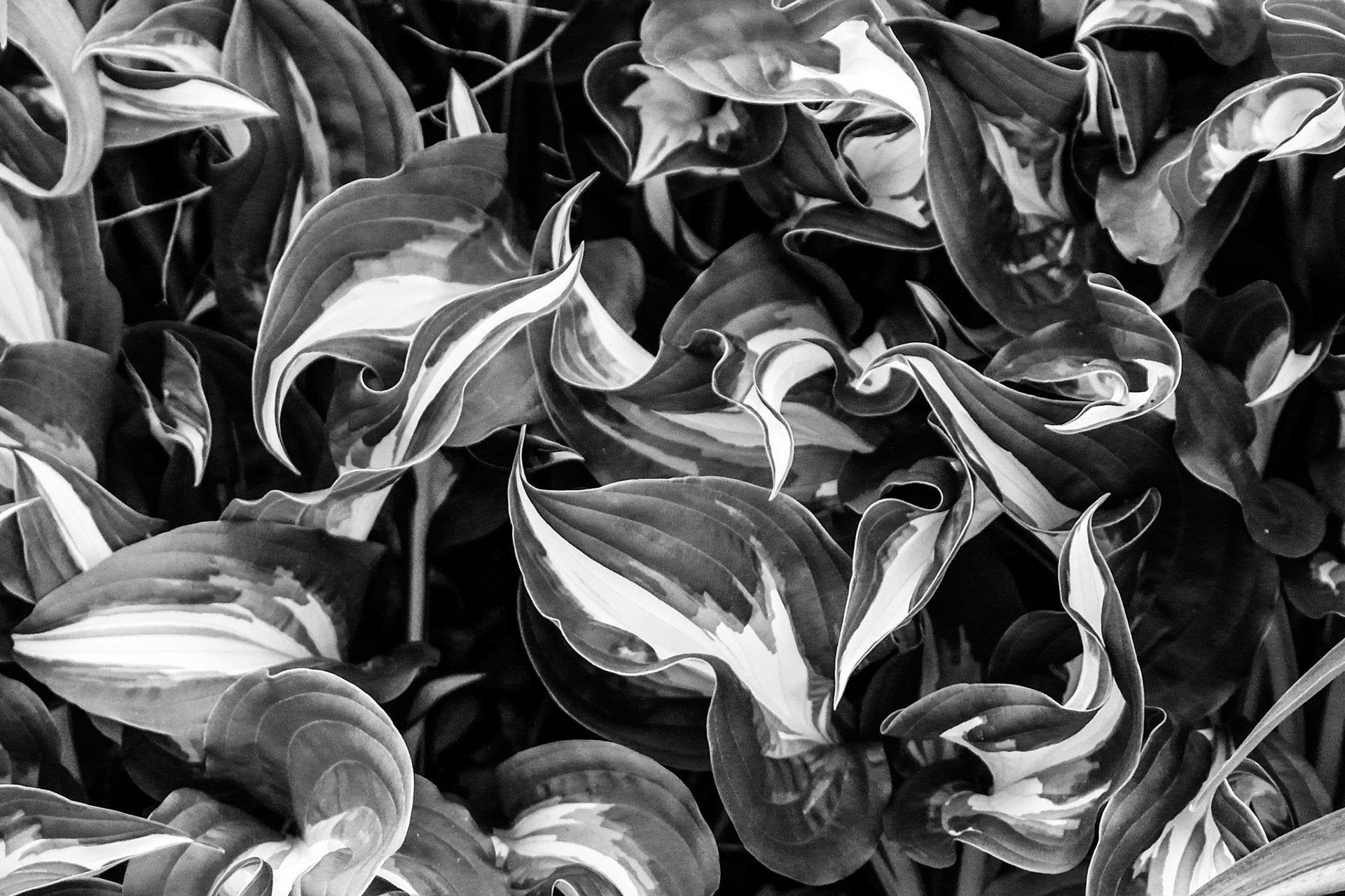 Abstract Hostas