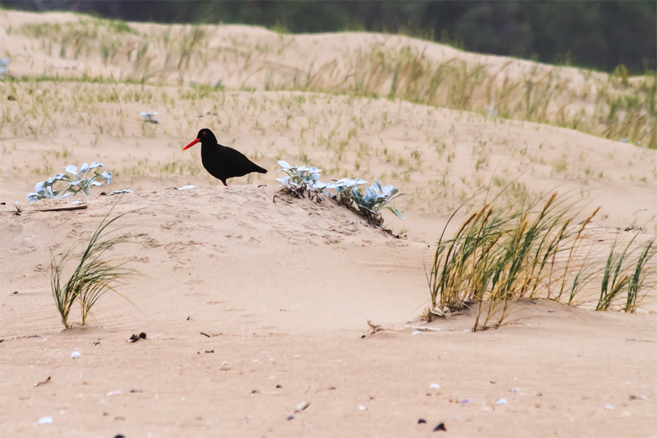 Afrikanischer Austernfischer