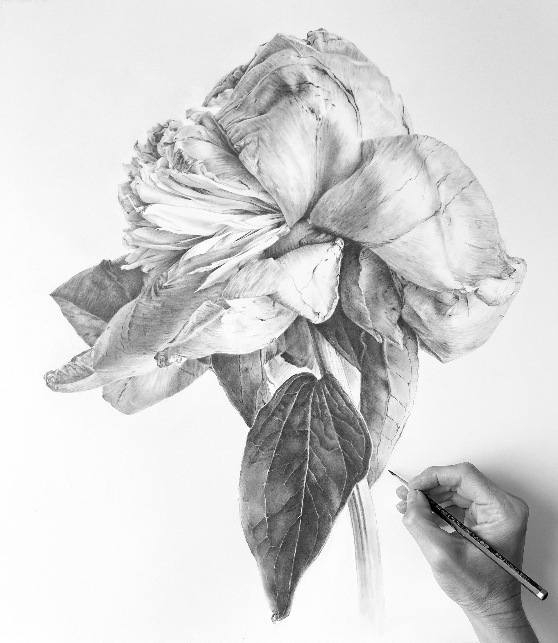 Peony drawing