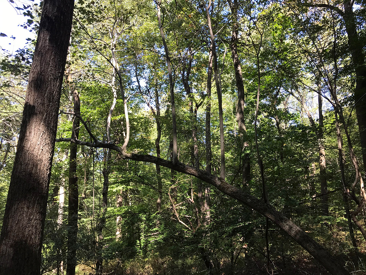Hillsborough, NJ