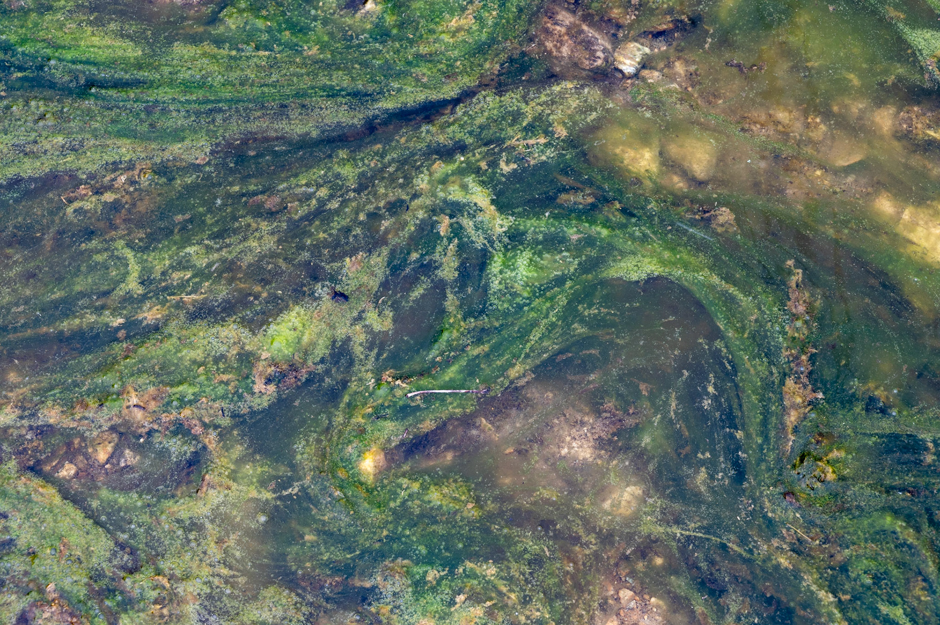 Alge Abstract