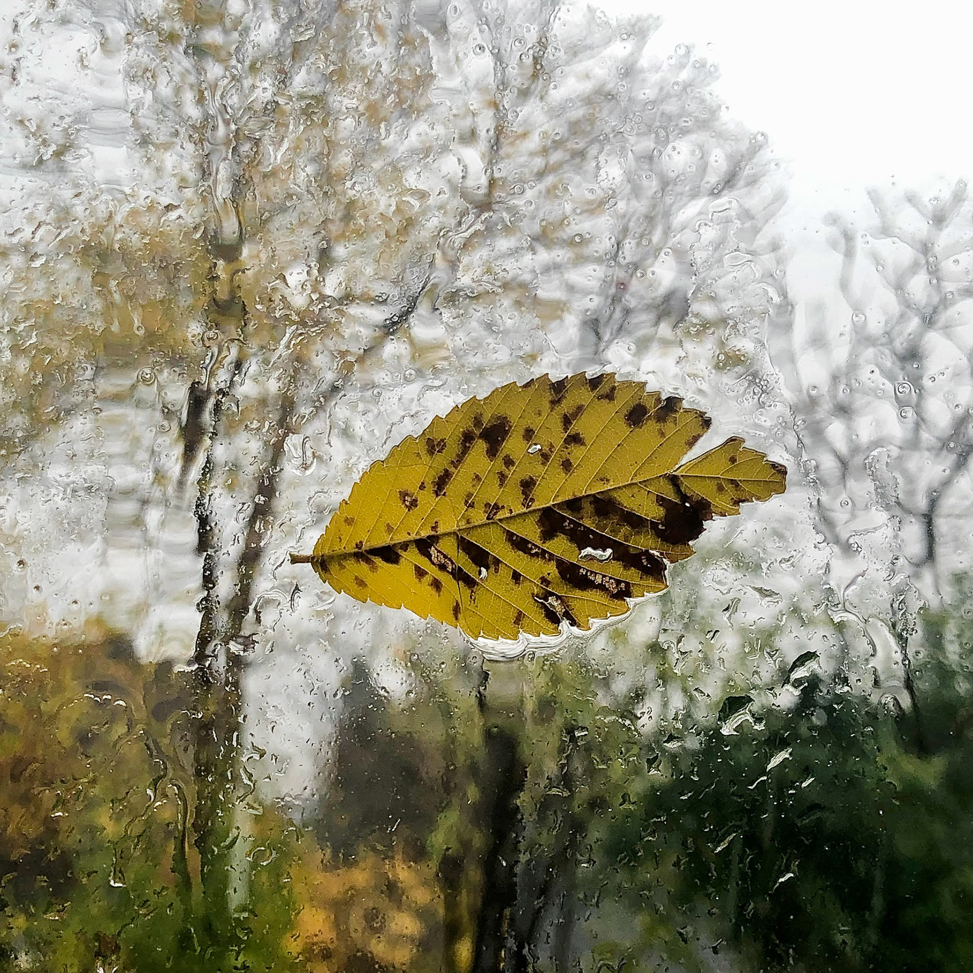 November Gale