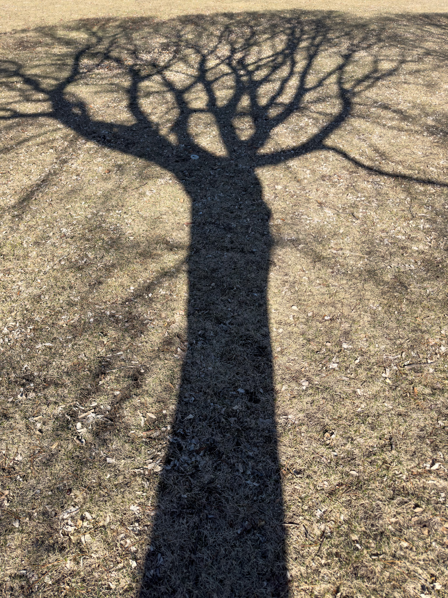 Equinox Shadow. Spring.