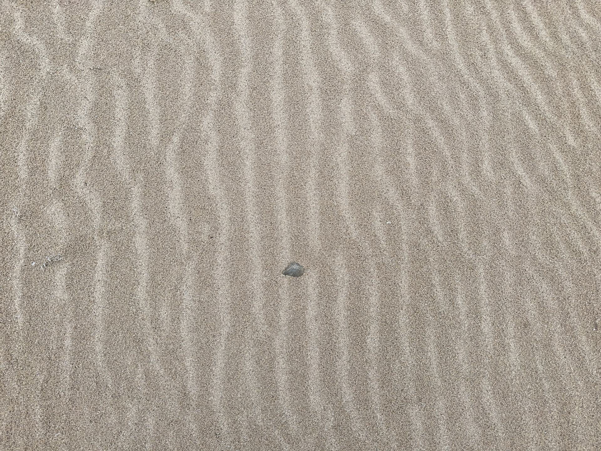 Wet and dry sand show surface ripples.