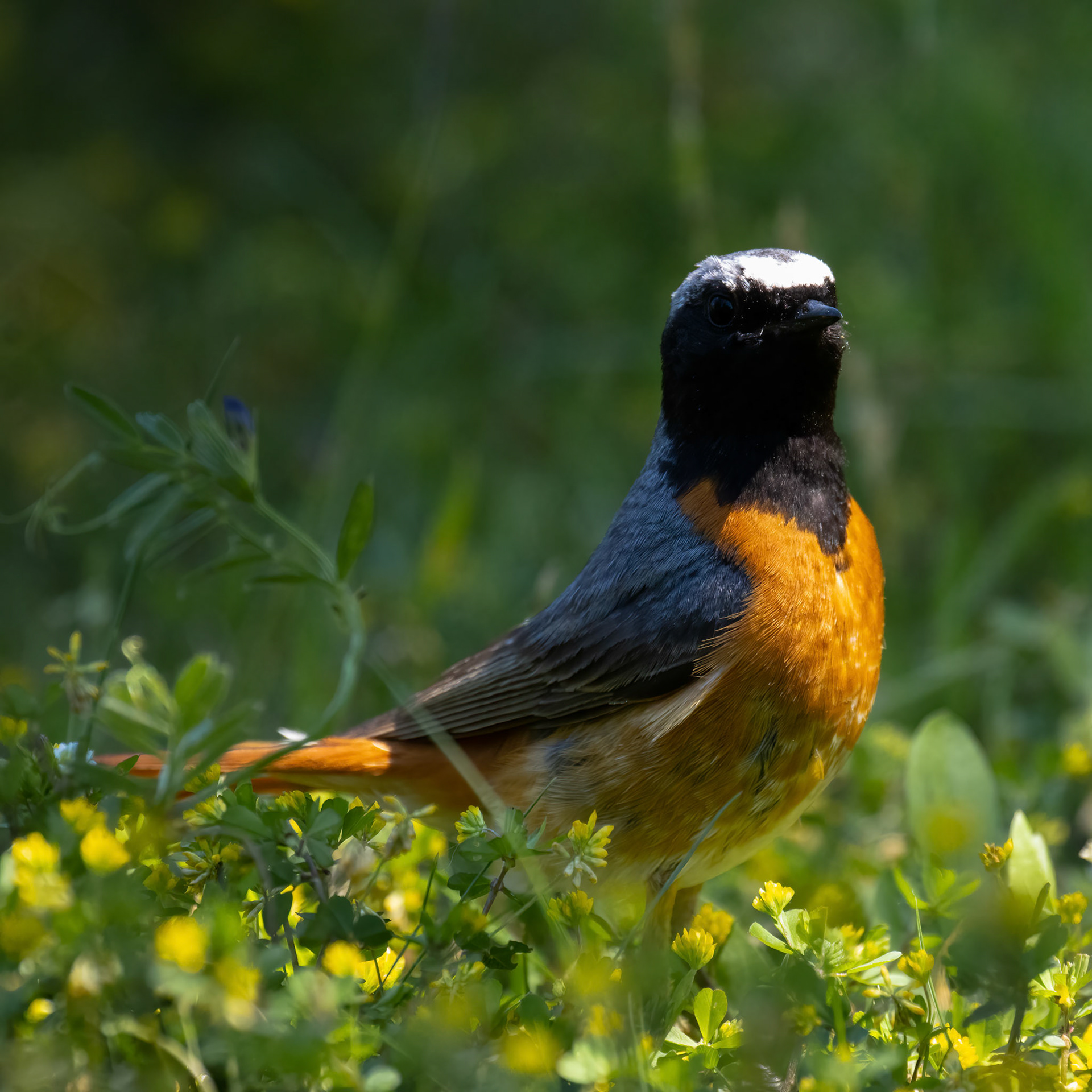 Gerkraagde roodstaart