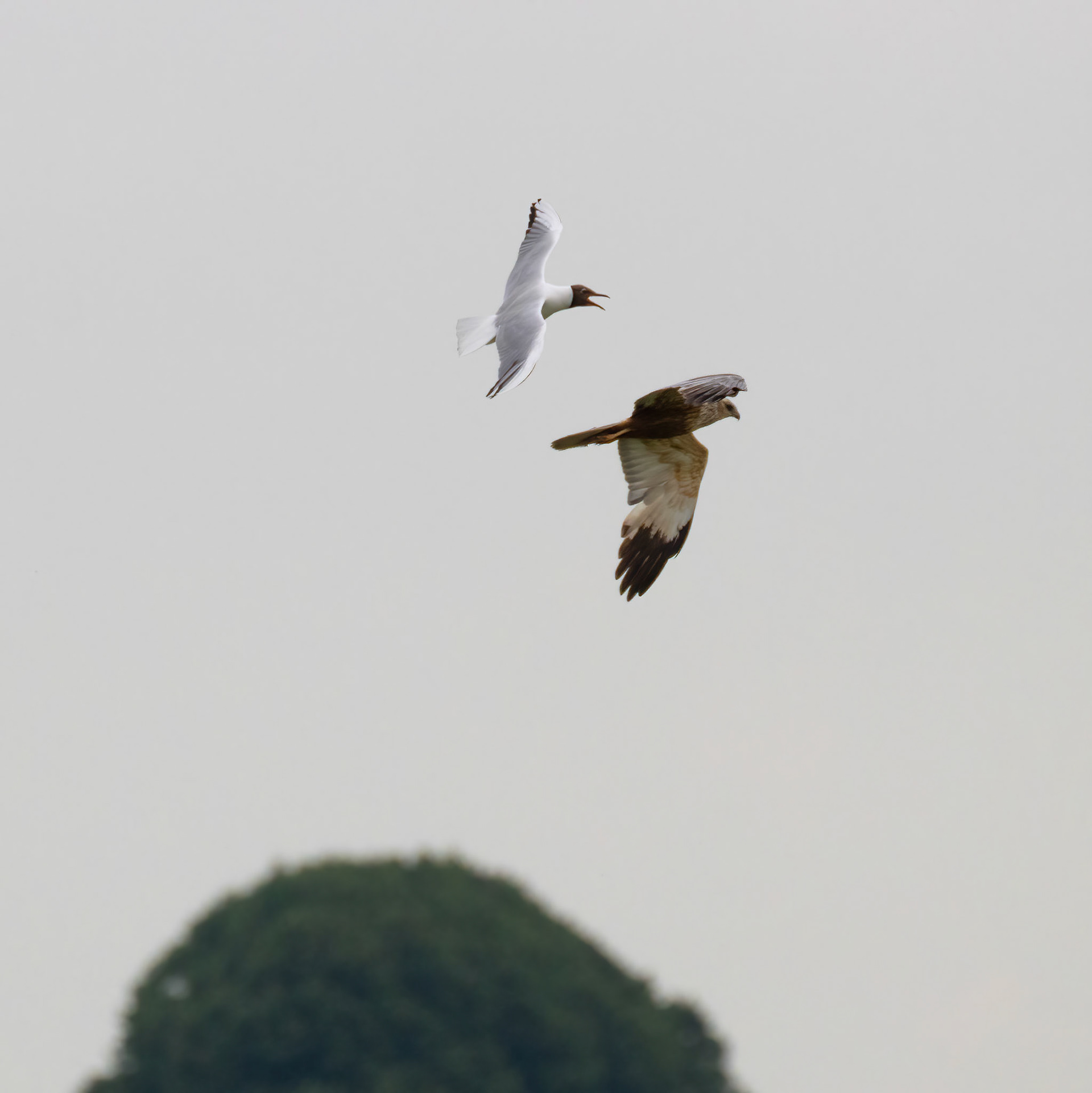 Bruine Kiekendief &amp; kokmeeuw