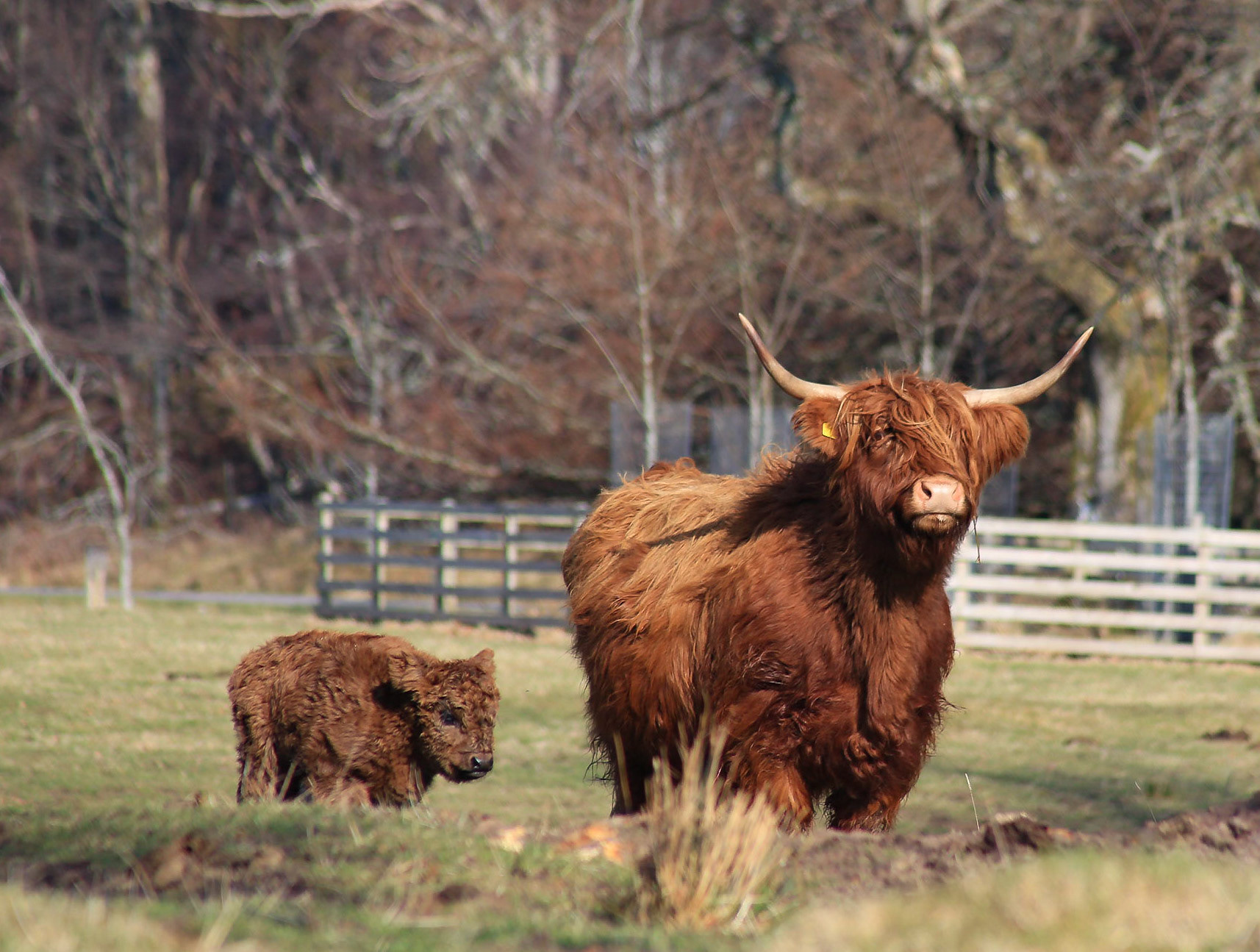 Highland Coo