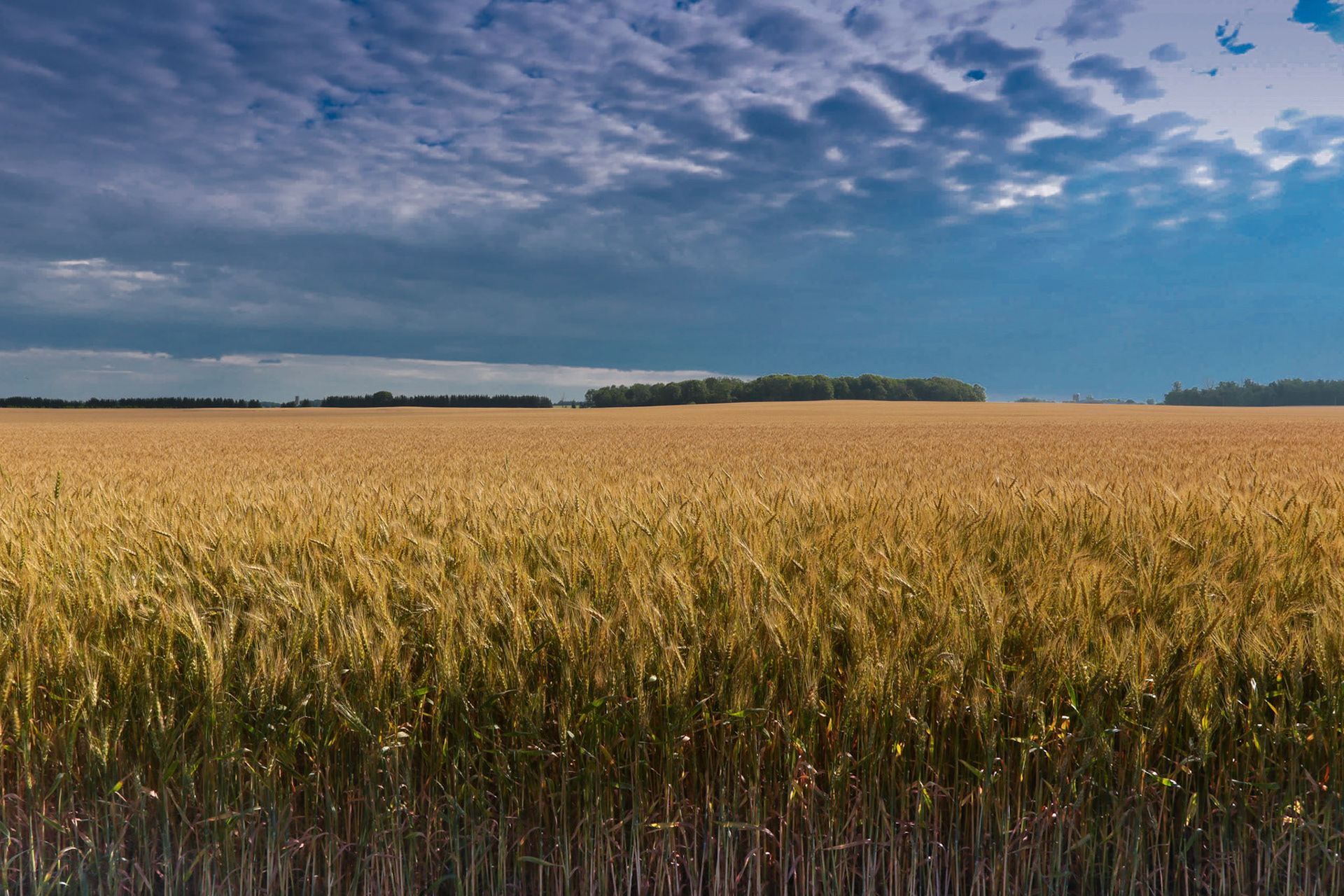 Wheat field
