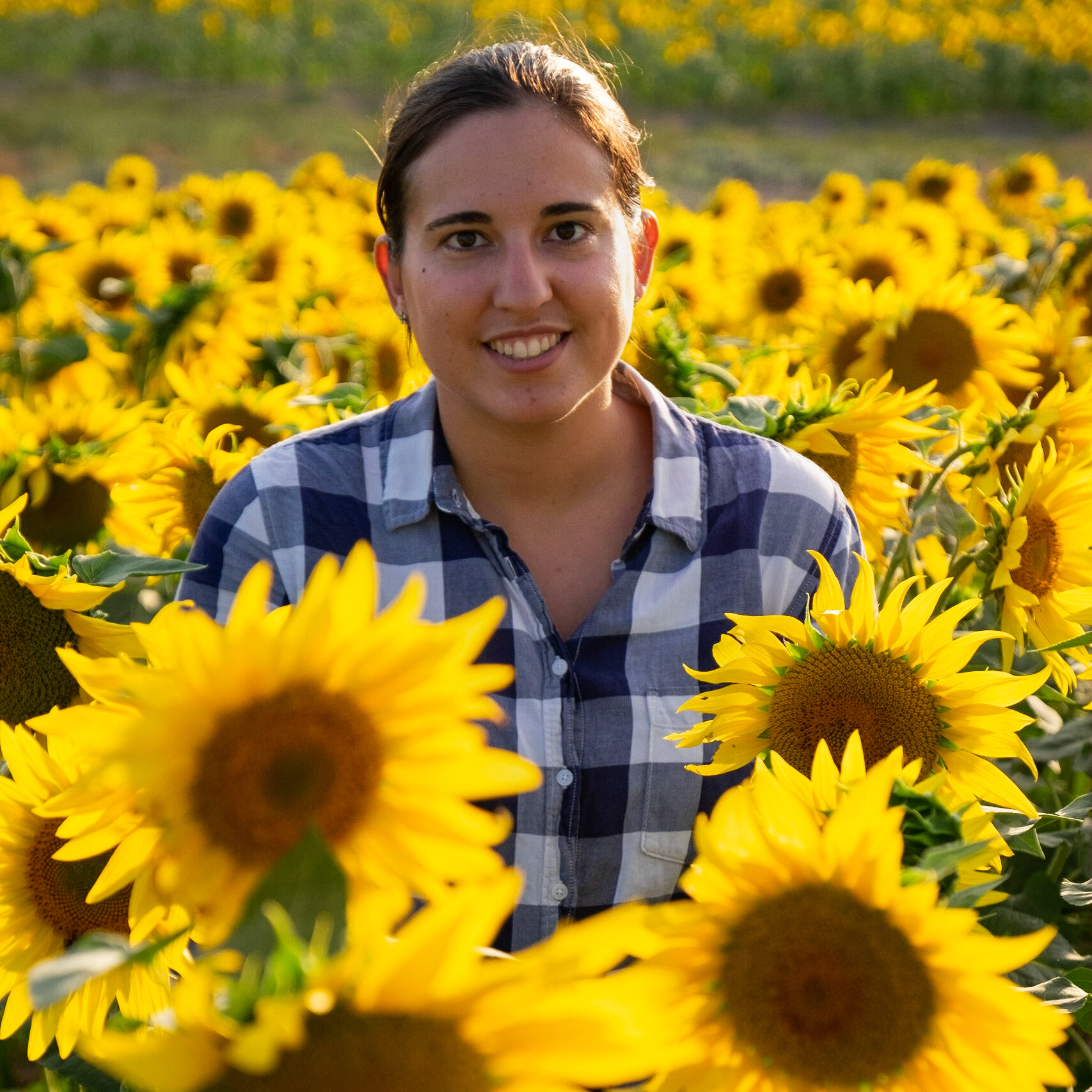 Sunflowers in Hitchin