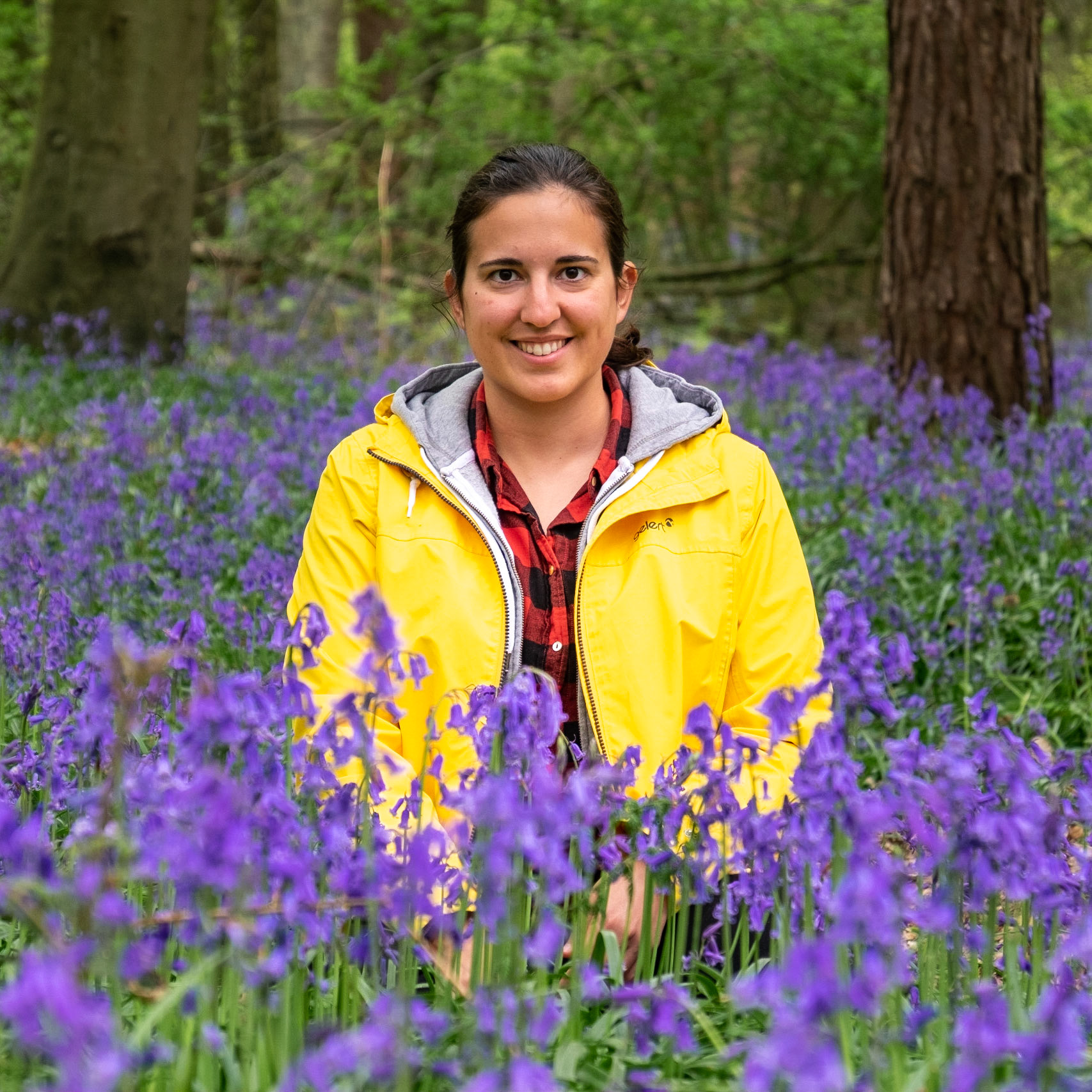 Bluebells in Hitch Wood