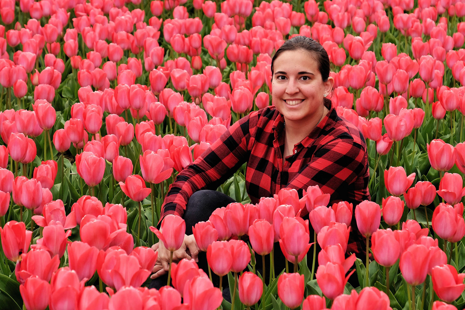 Tulip field in the Netherlands