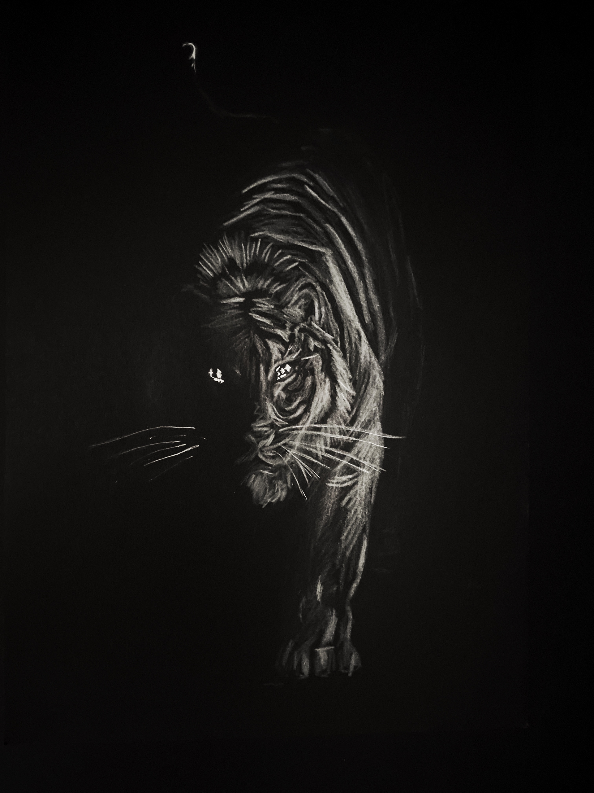 Titire " À pas de tigre "