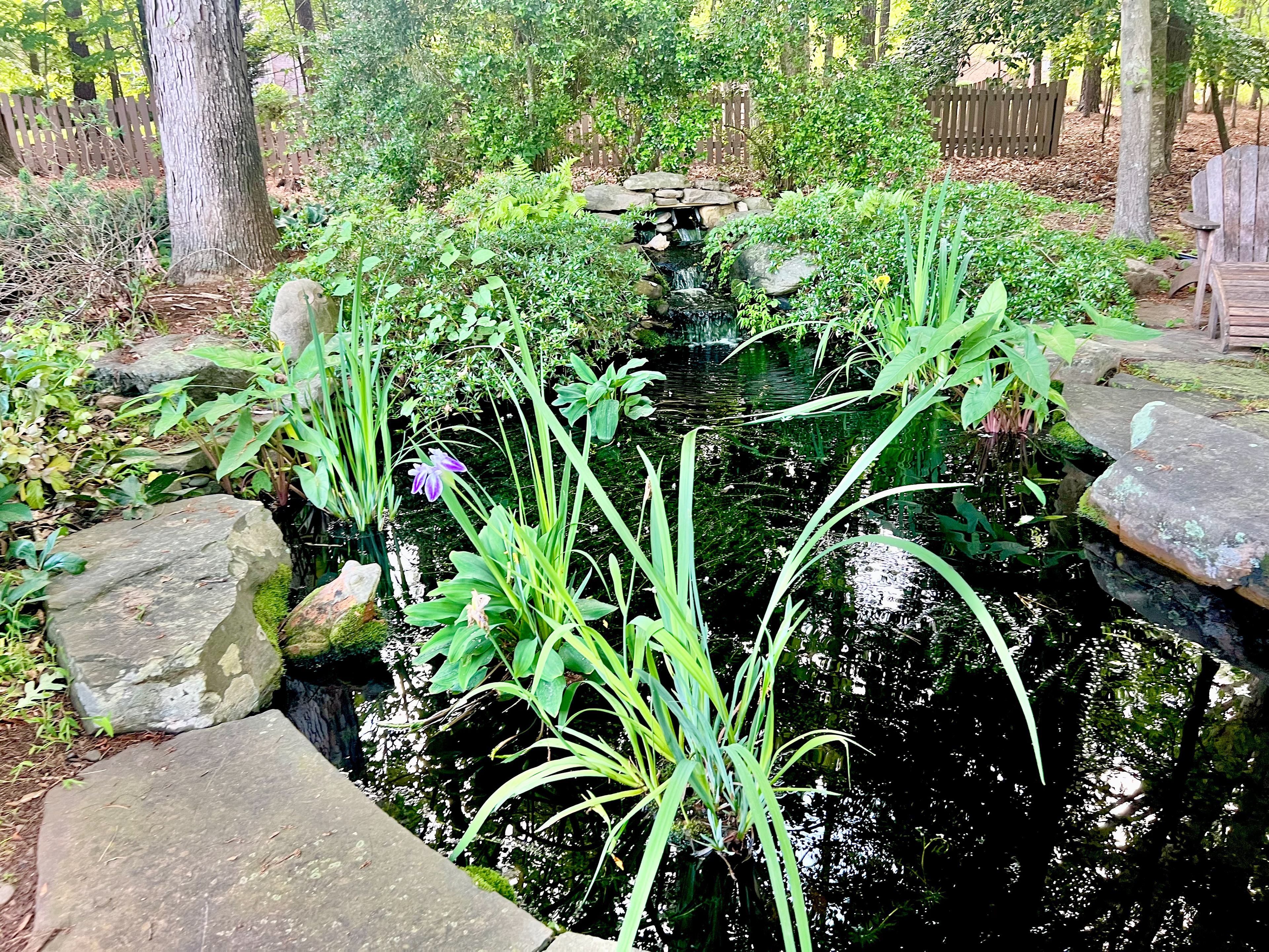 Goldfish/koi pond